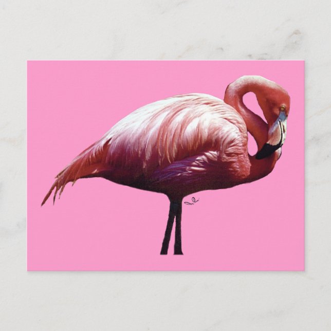 Flamingo Postcard (Front)