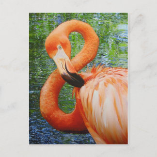 FLAMINGO POSTCARD