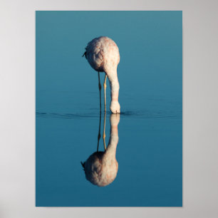 Flamingo Reflection, Laguna Chaxa, Atacama Poster