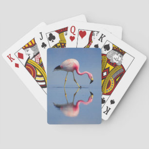 flamingo reflection poker cards