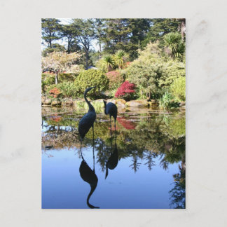 Flamingo Reflection Postcard