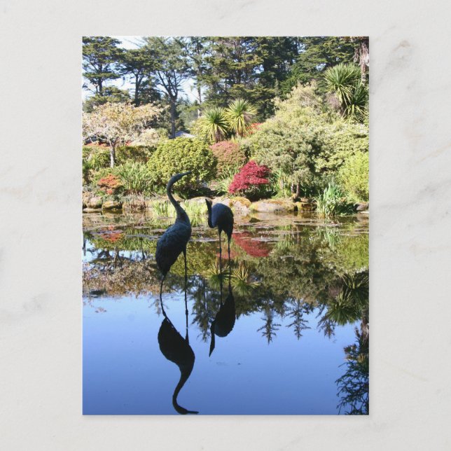 Flamingo Reflection Postcard (Front)