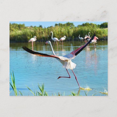 Flamingo running on water in Camargue Postcard