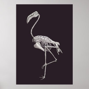 Flamingo Skeleton Bird Halloween Animal Anatomy Poster
