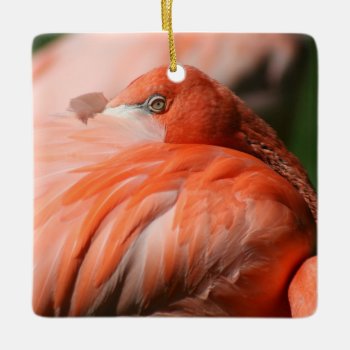 Flamingo Square Ornament by lynnsphotos at Zazzle