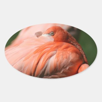 Flamingo Sticker by lynnsphotos at Zazzle
