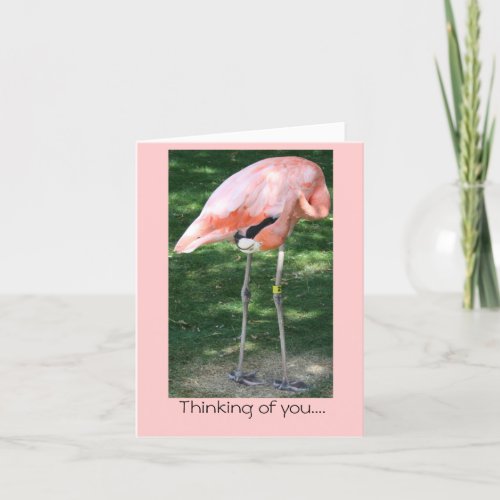 Flamingo Thinking of you Card