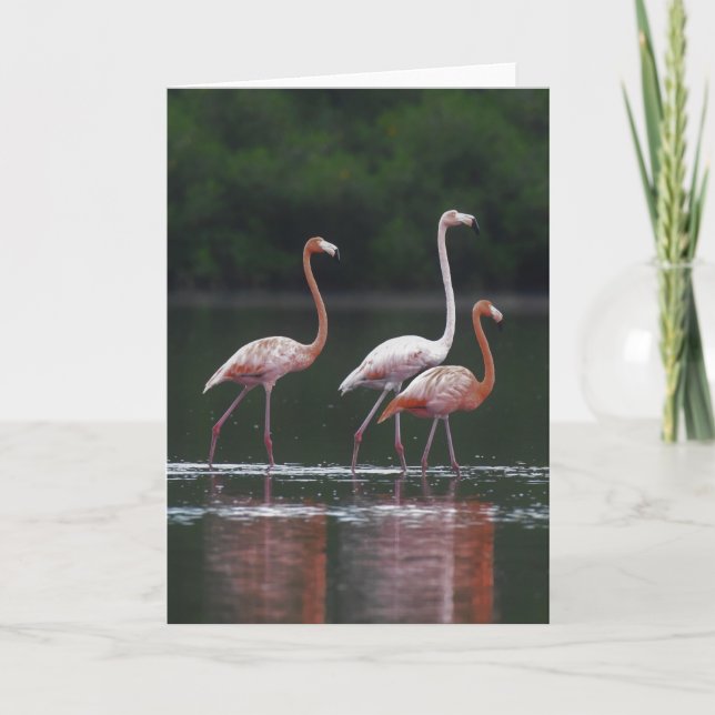 Flamingo Trio Card (Front)