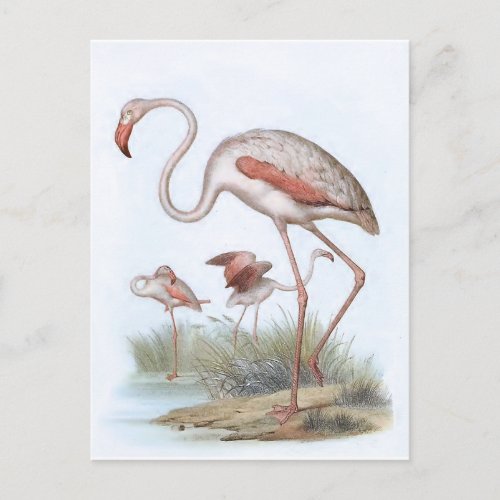 Flamingo Vintage Bird Illustration Postcard