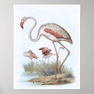 Flamingo Vintage Bird Illustration Poster