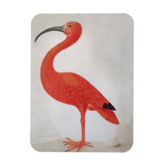 Flamingo - Fine Art Magnet