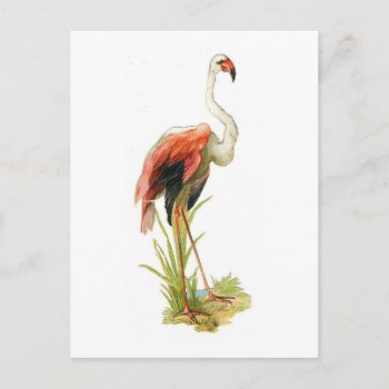 Flamingo Vintage Postcard by fantasyworld at Zazzle