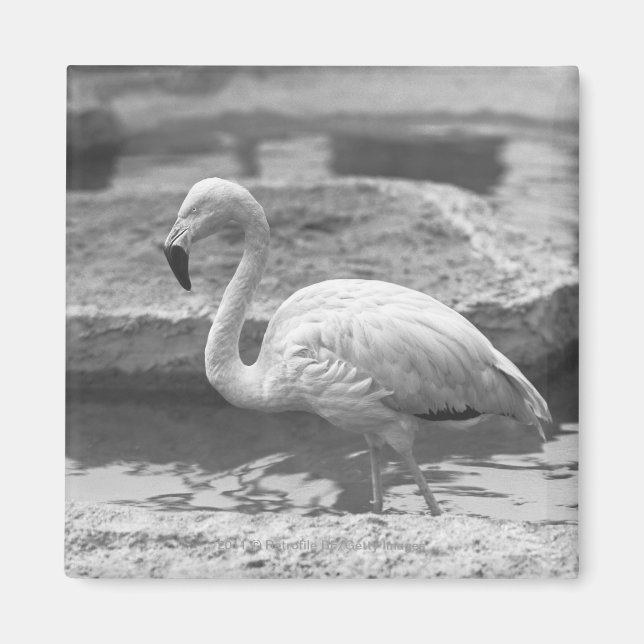 Flamingo wading in water B&W Magnet (Front)