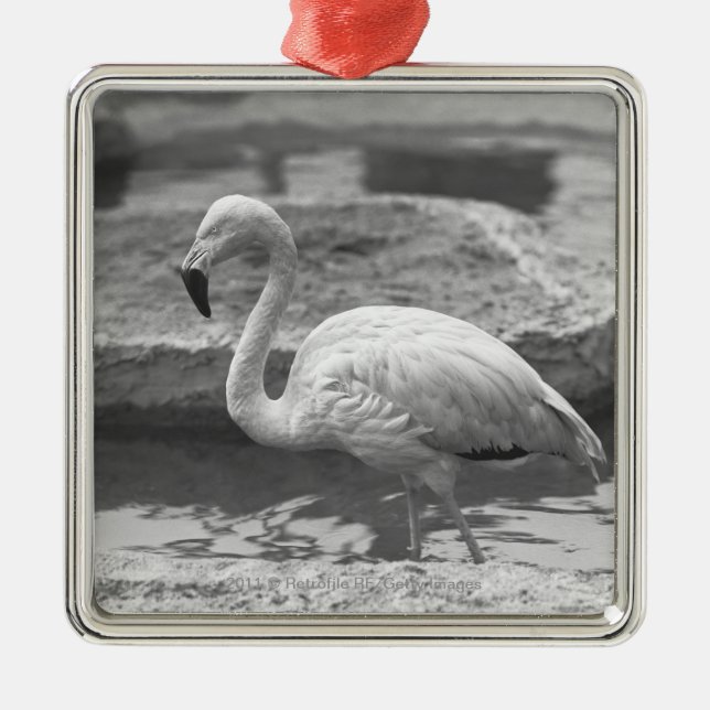 Flamingo wading in water B&W Metal Ornament (Front)