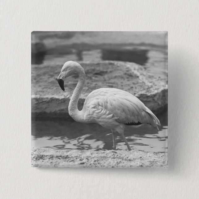 Flamingo wading in water B&W Pinback Button (Front)