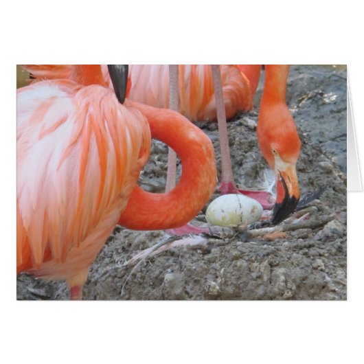 Flamingo with Egg Cards (Front Horizontal)