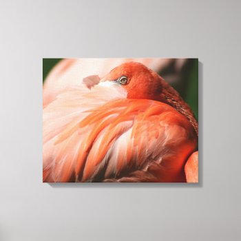 Flamingo Wrapped Canvas by lynnsphotos at Zazzle