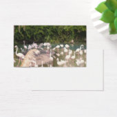 Flamingoes at Leisure (Desk)