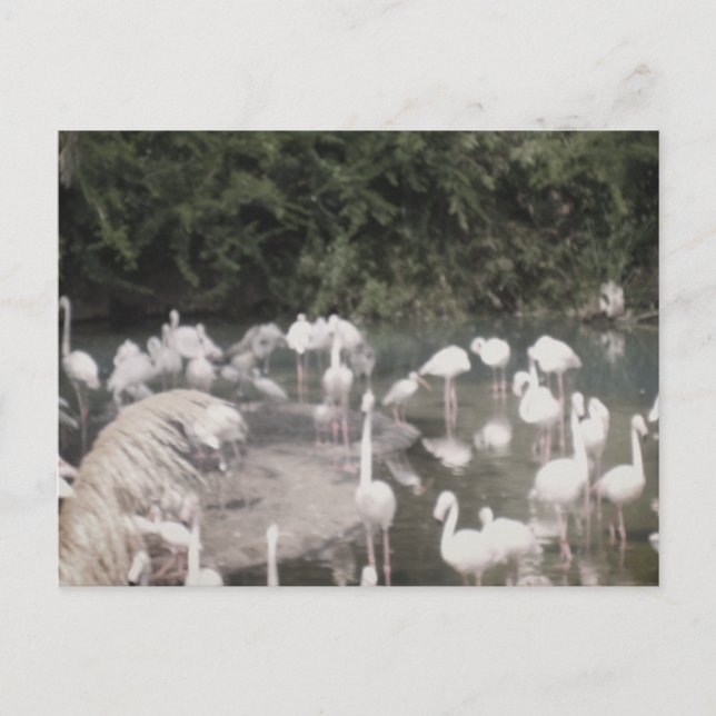 Flamingoes at Leisure Postcard (Front)