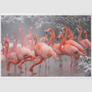 Flamingoes in the Snow Gift Tissue Tissue Paper