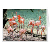 Flamingos (Front Horizontal)