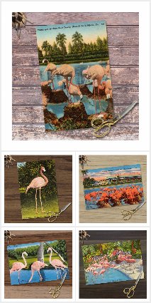 Flamingos