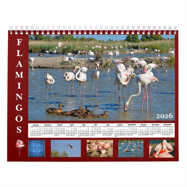 Flamingos 12 month calendar (Cover)