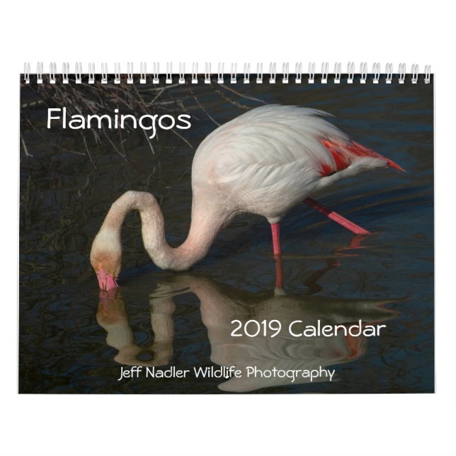 Flamingos 2019 Wall Calendar (Cover)