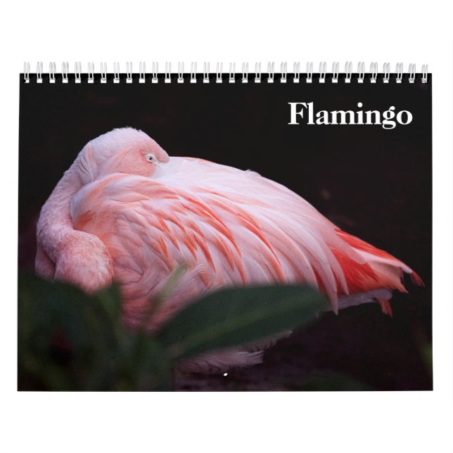Flamingos 2027 calendar (Cover)