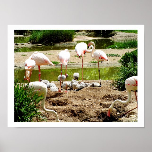 Flamingos and chicks poster (Front)
