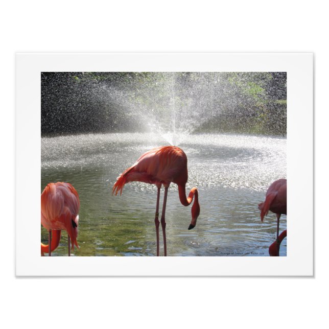 Flamingos at Fountain Photo Print by Linda Becker (Front)