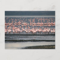 Flamingos at Lake Nakuru in Kenya