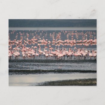 Flamingos At Lake Nakuru In Kenya Postcard by Lykeion at Zazzle