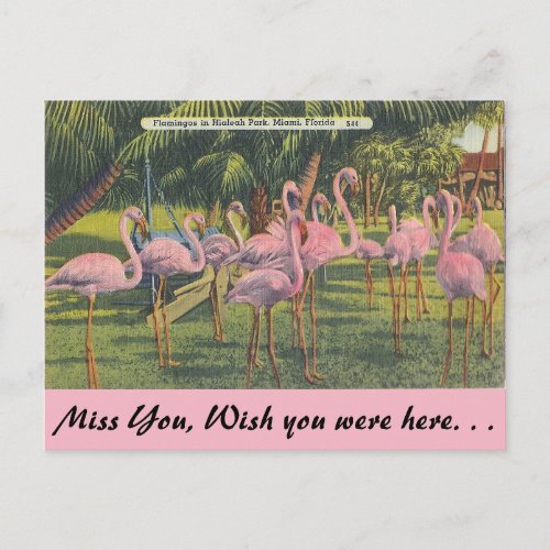 Flamingos at Miami Florida Postcard
