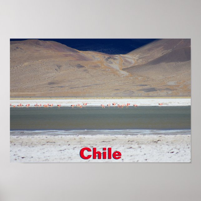 Flamingos at Salar del Huasco, Chile Poster (Front)