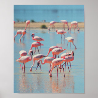 Flamingos at Sunrise Poster