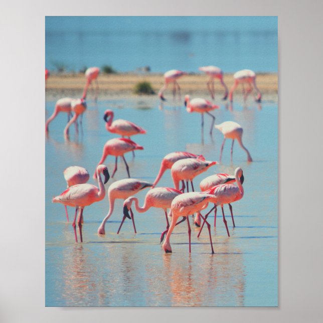 Flamingos at Sunrise Poster (Front)