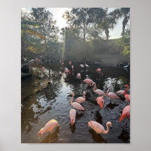 Flamingos at Sunrise Poster