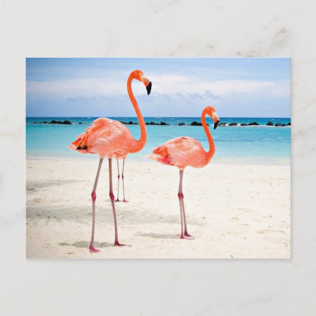 Flamingos at the beach postcard (Front)
