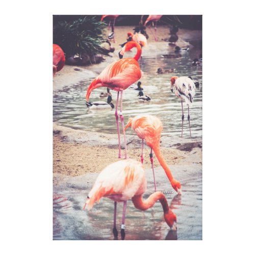 Flamingos at the San Diego Zoo Vertical Canvas