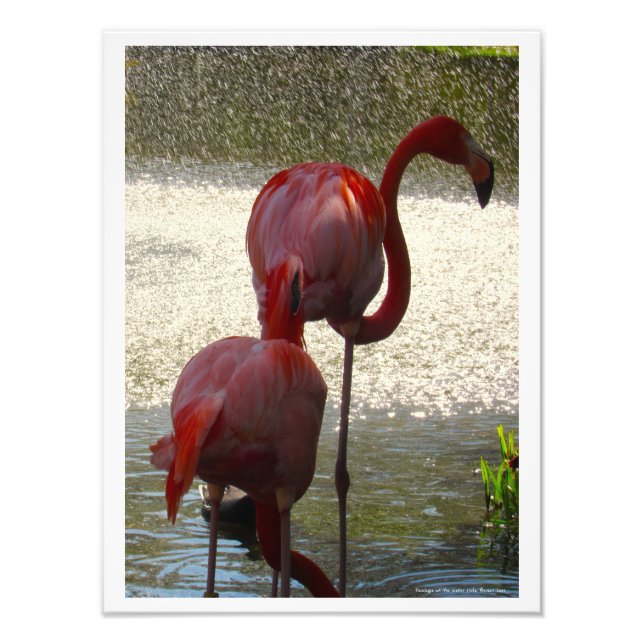 Flamingos at the Water by Linda Becker Photo Print (Front)