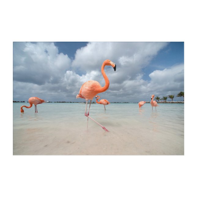 Flamingos Beach Aruba Acrylic Print (Front)
