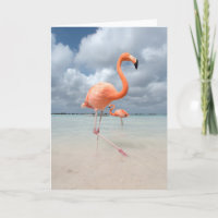 Flamingos Beach Aruba