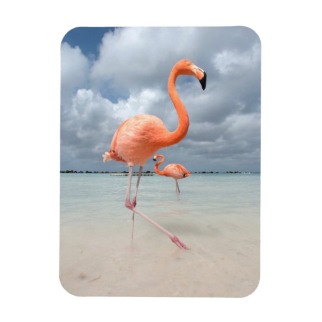 Flamingos Beach Aruba Magnet (Vertical)