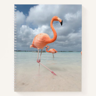 Flamingos Beach Aruba Notebook