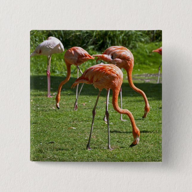 Flamingos Button (Front)