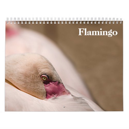 Flamingos  calendar