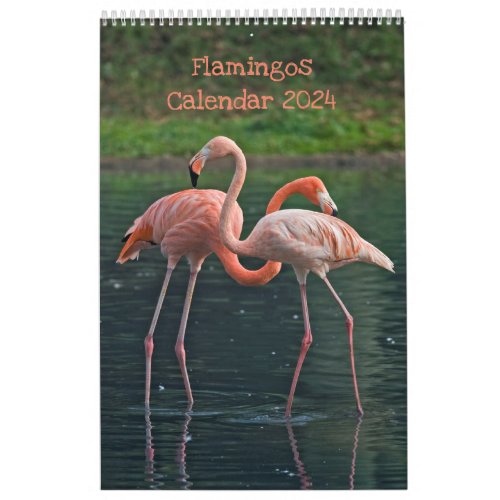Flamingos Calendar 2024