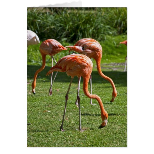 Flamingos Cards (Front)