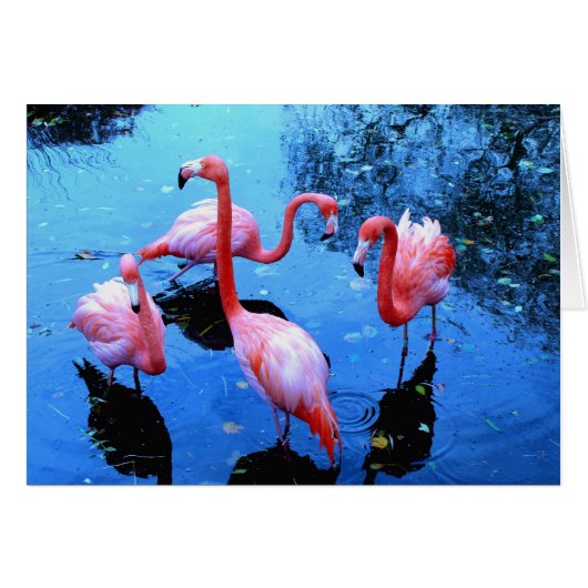 Flamingos dancing cards (Front Horizontal)
